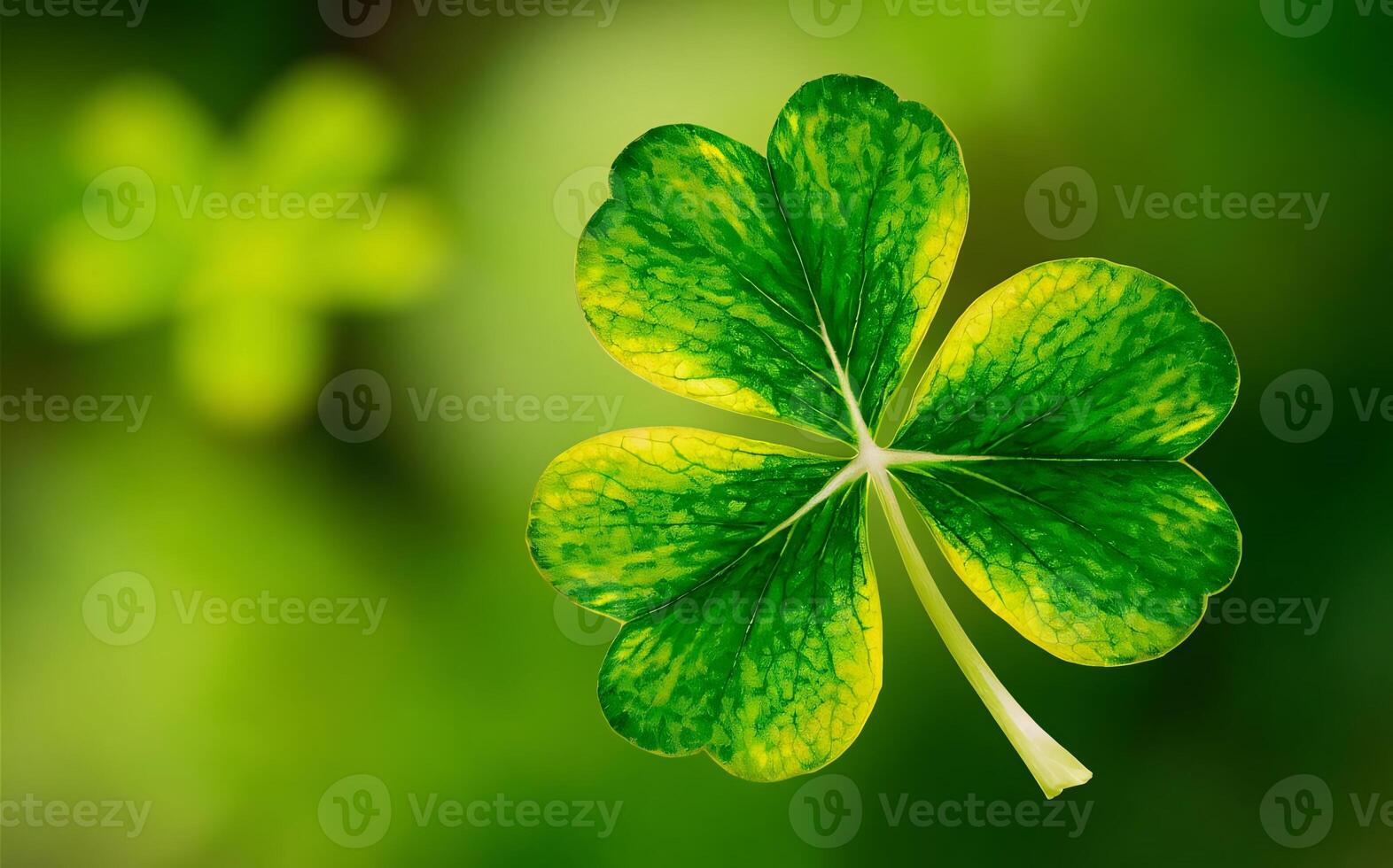 Shamrock background , Saint Patrick photo