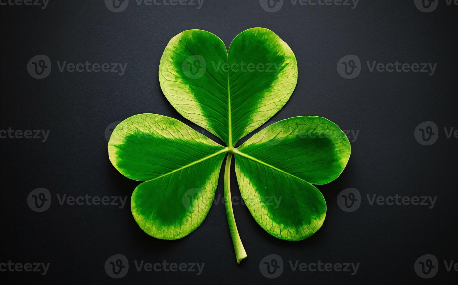 Shamrock background , Saint Patrick photo