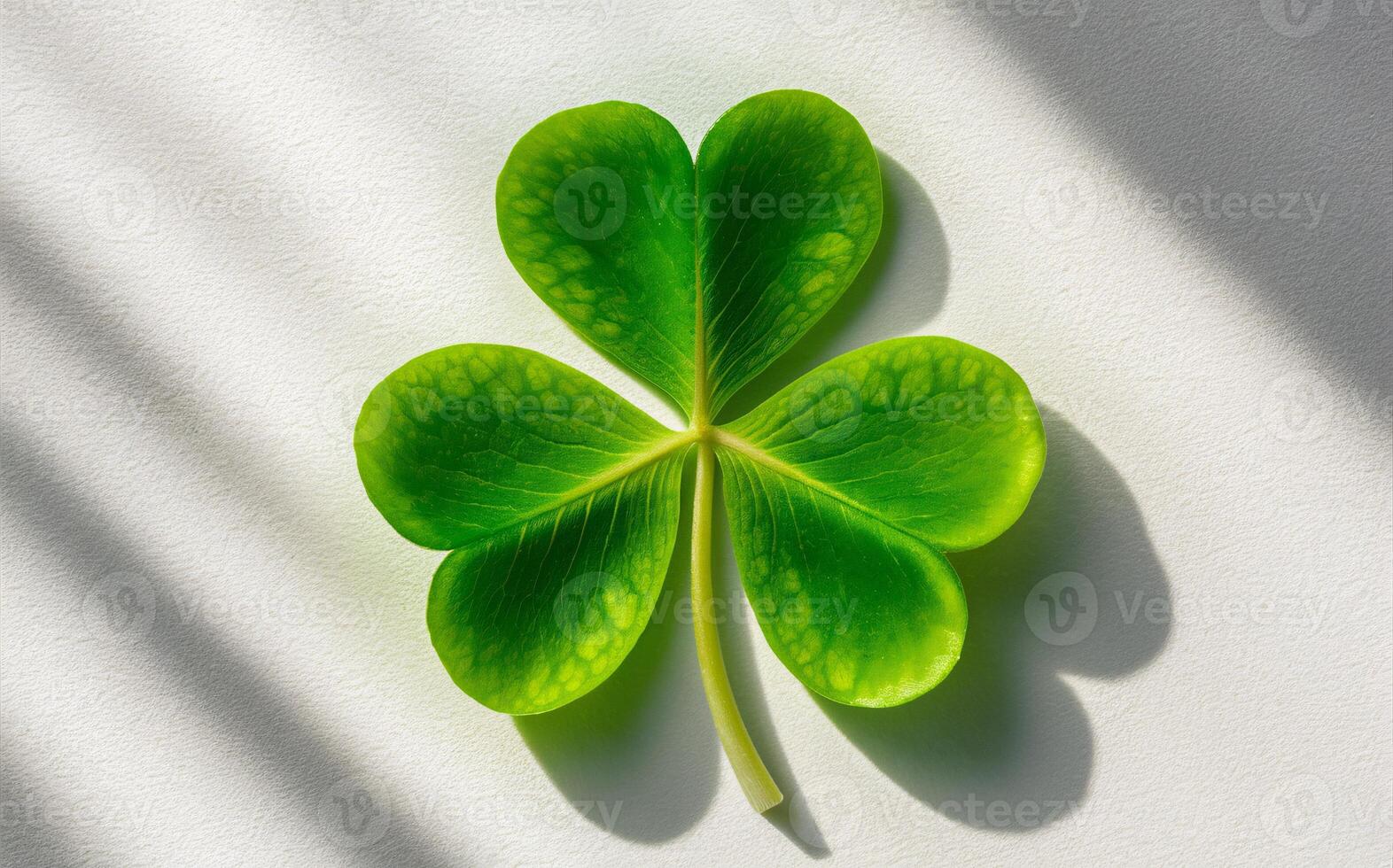 Shamrock background , Saint Patrick photo
