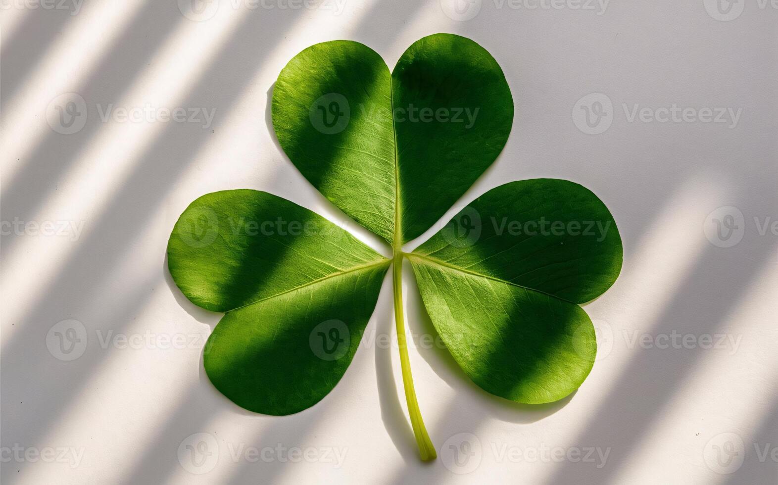 Shamrock background , Saint Patrick photo