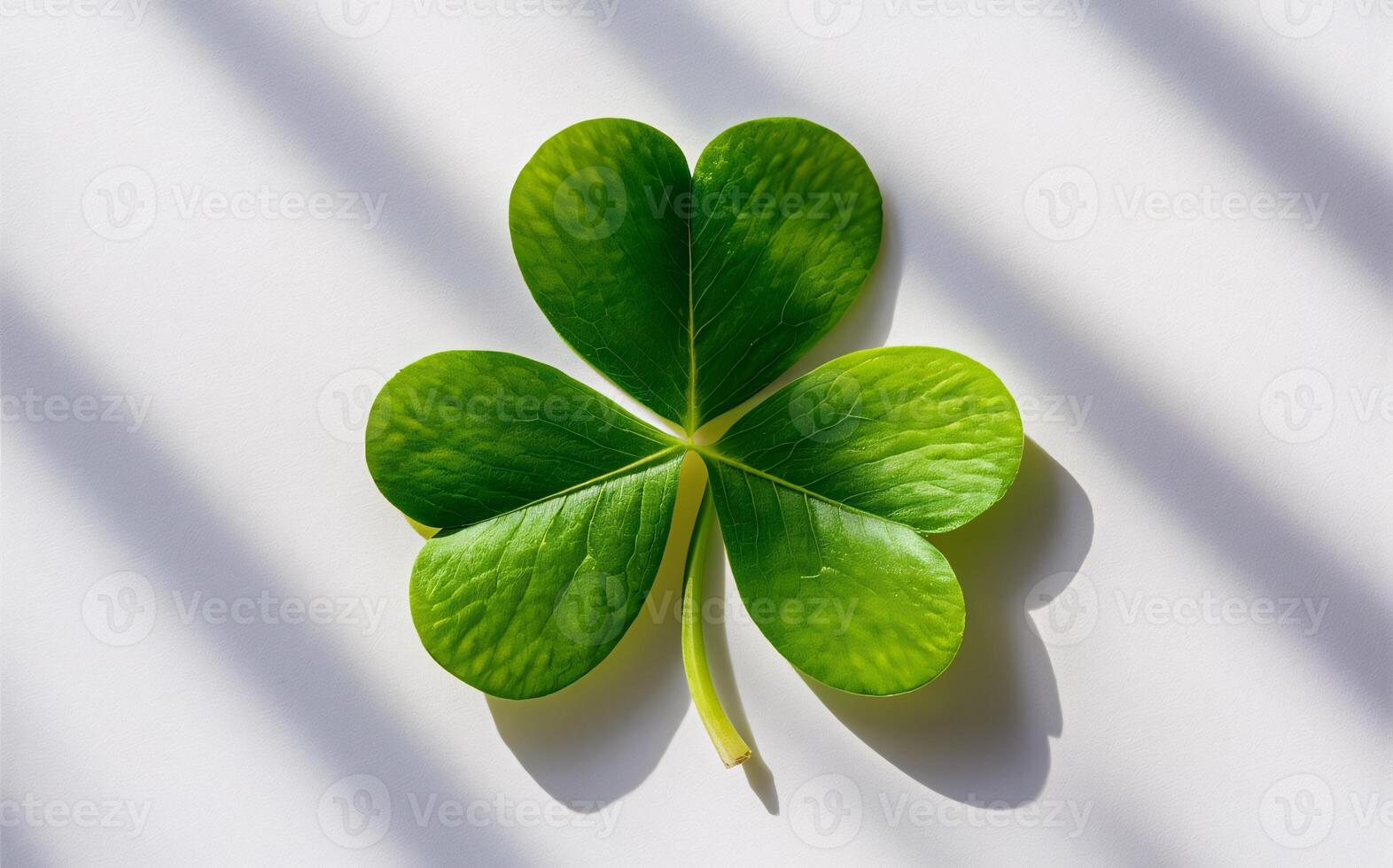 Shamrock background , Saint Patrick photo