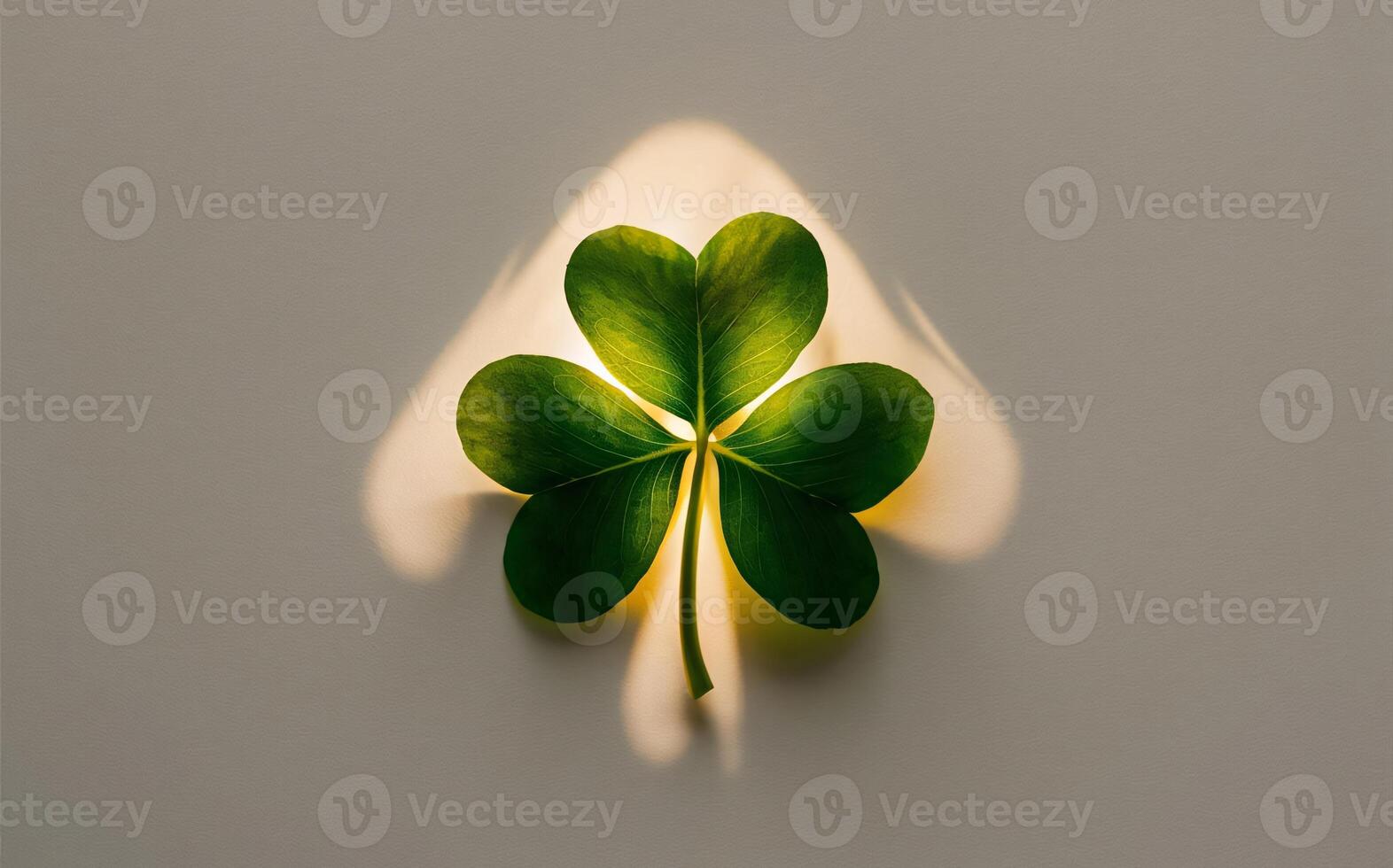 Shamrock background , Saint Patrick photo