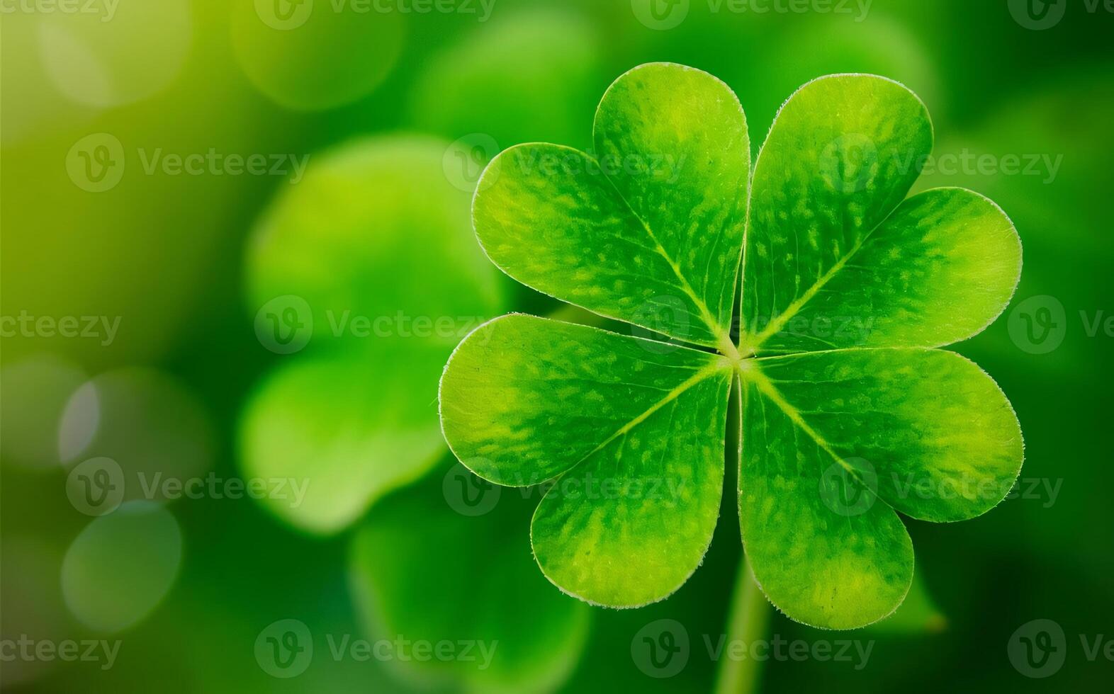 Shamrock background , Saint Patrick photo
