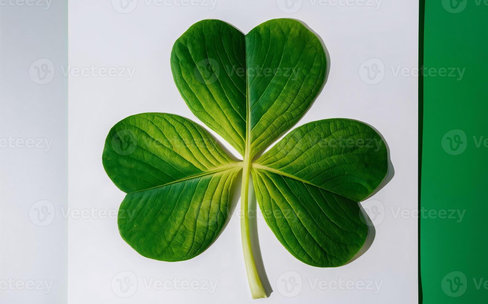 Shamrock background , Saint Patrick photo