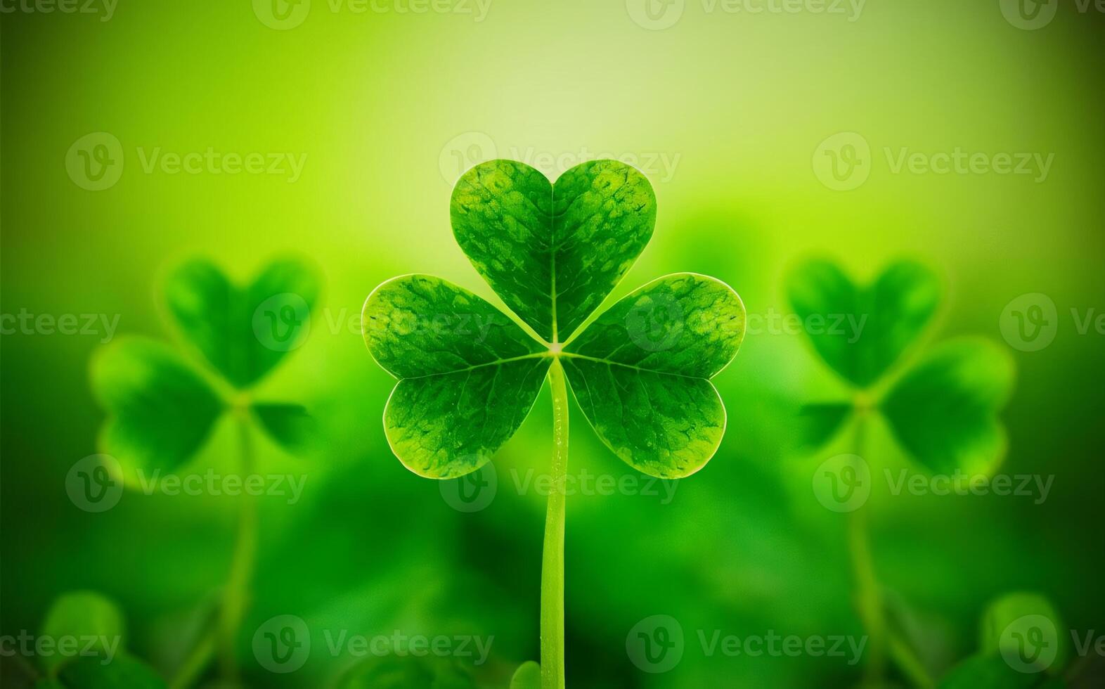 Shamrock background , Saint Patrick photo