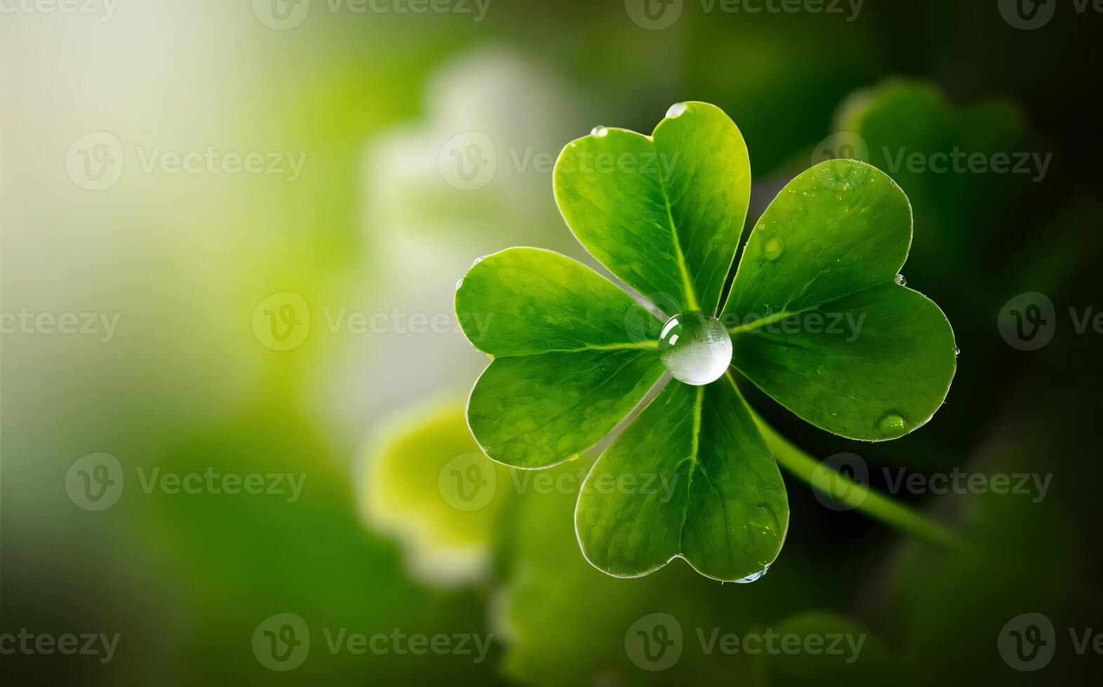Shamrock background , Saint Patrick photo