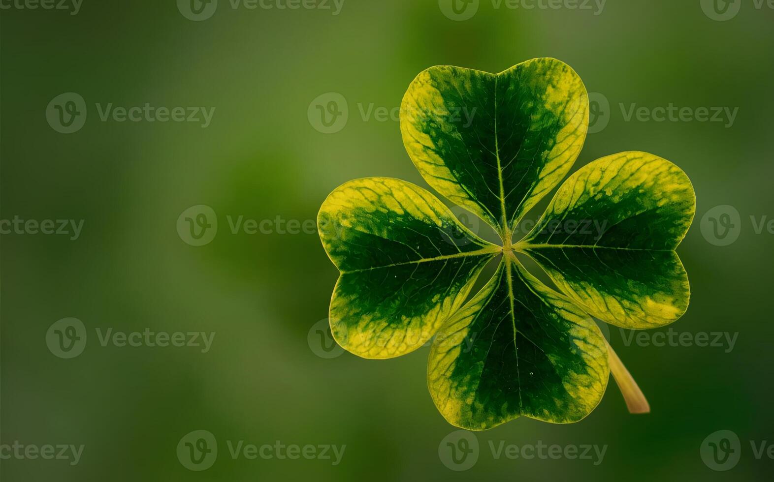 Shamrock background , Saint Patrick photo