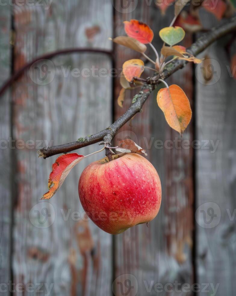 Apple on a branch with a rustic wooden fence in the background photo