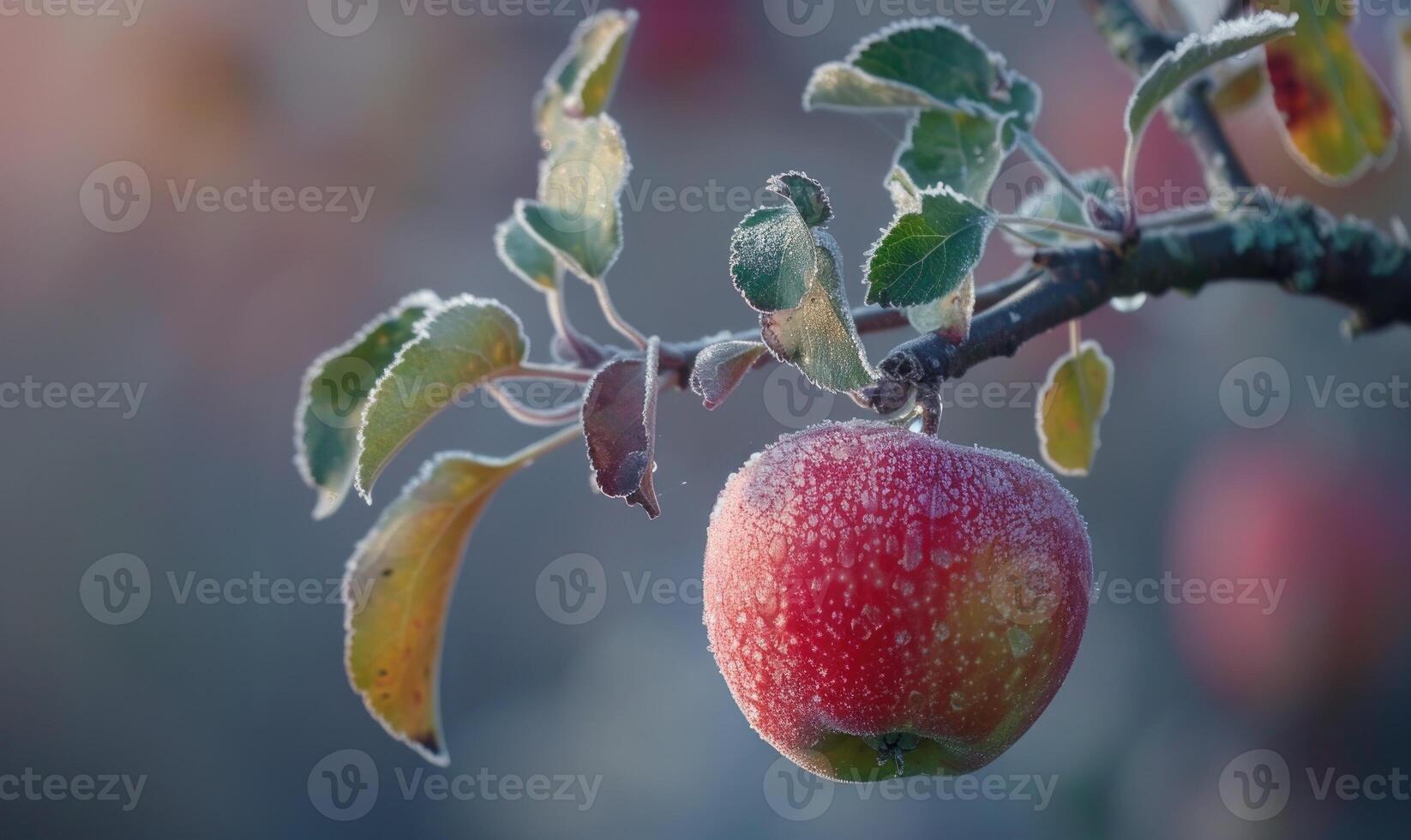Apple on a branch with a slight frost photo