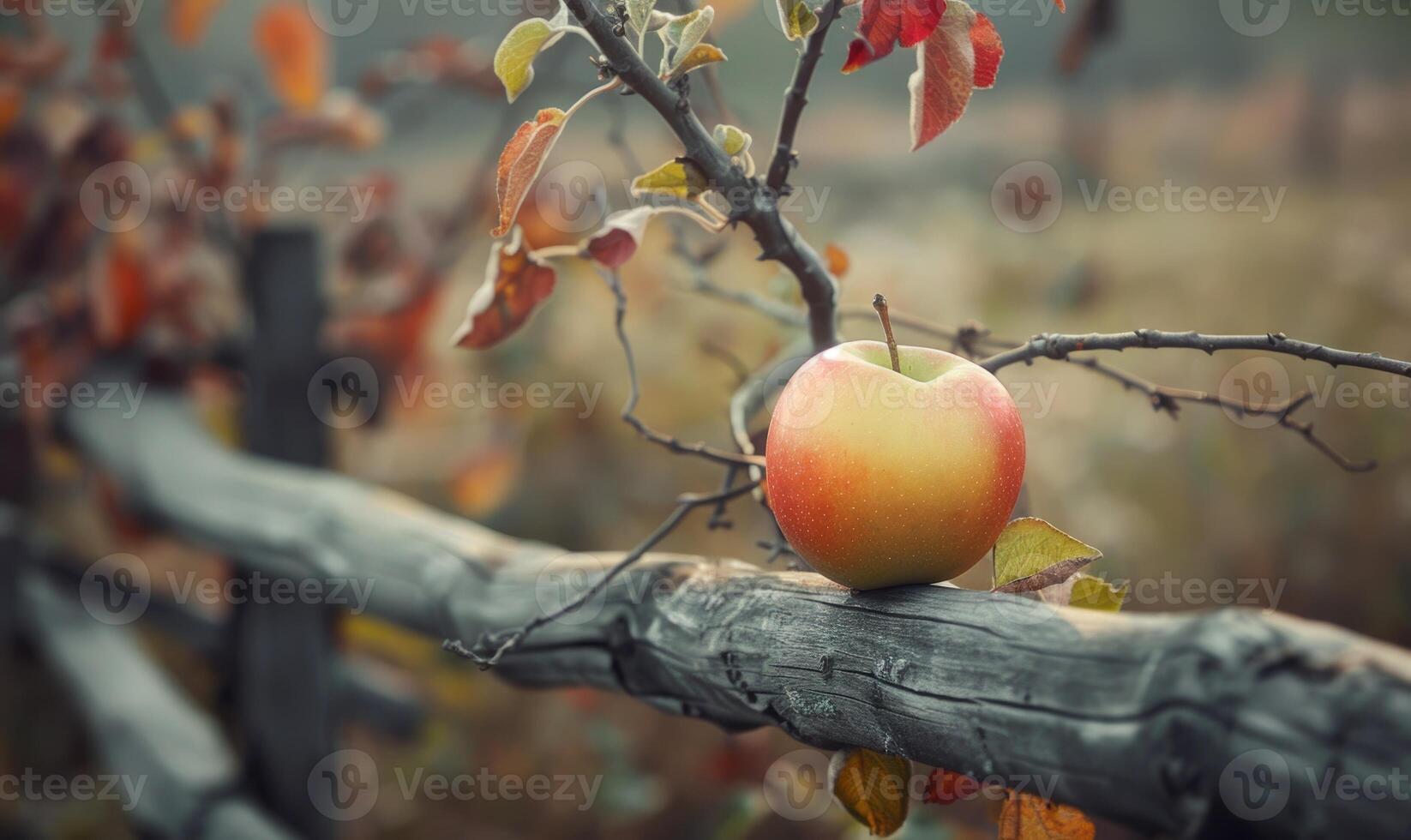 Apple on a branch with a rustic wooden fence in the background photo