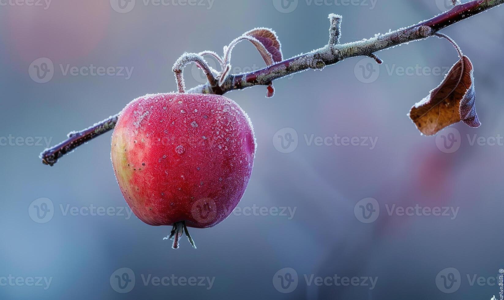 Apple on a branch with a slight frost photo