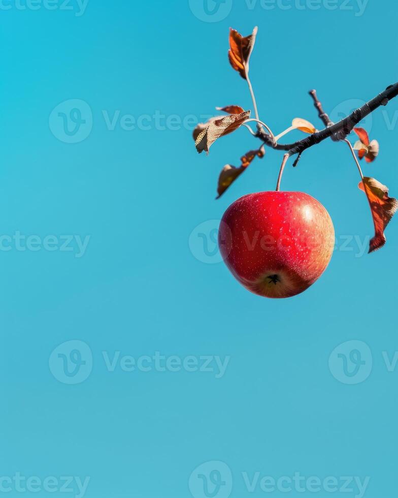 Apple on a branch with a blue sky background photo