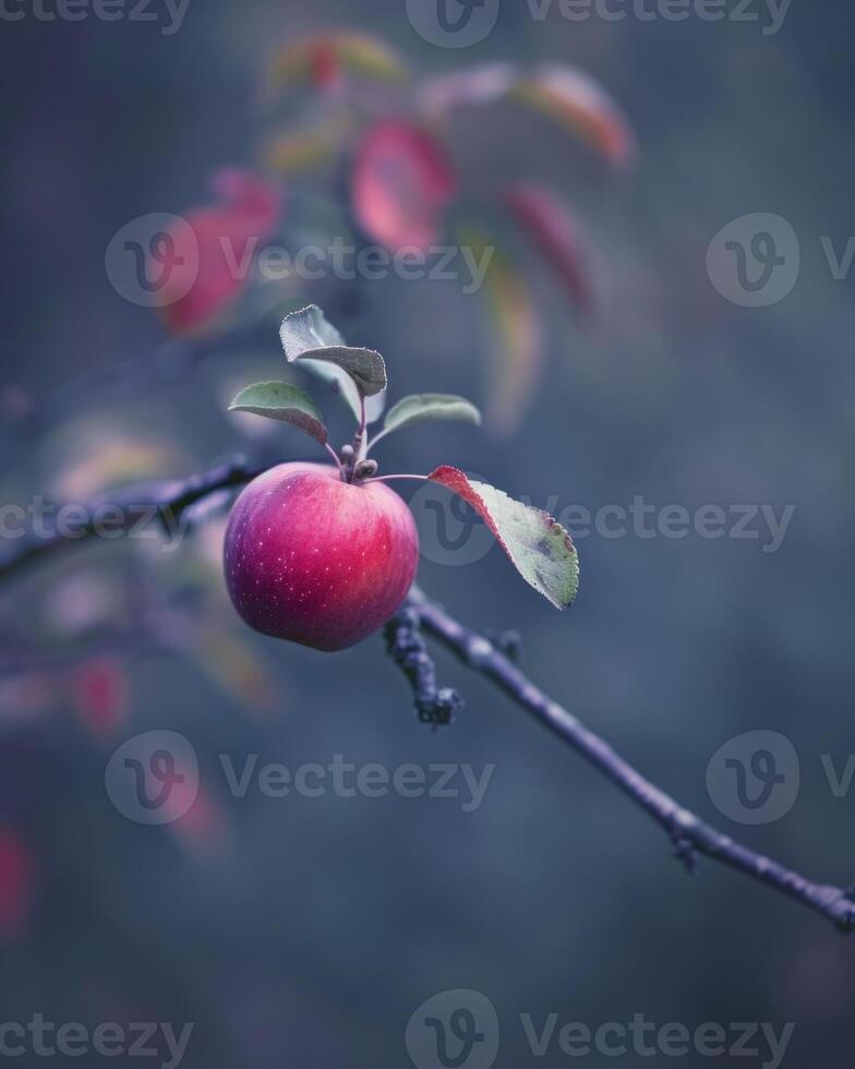 Apple with a slight blush of red on a branch, early morning light photo