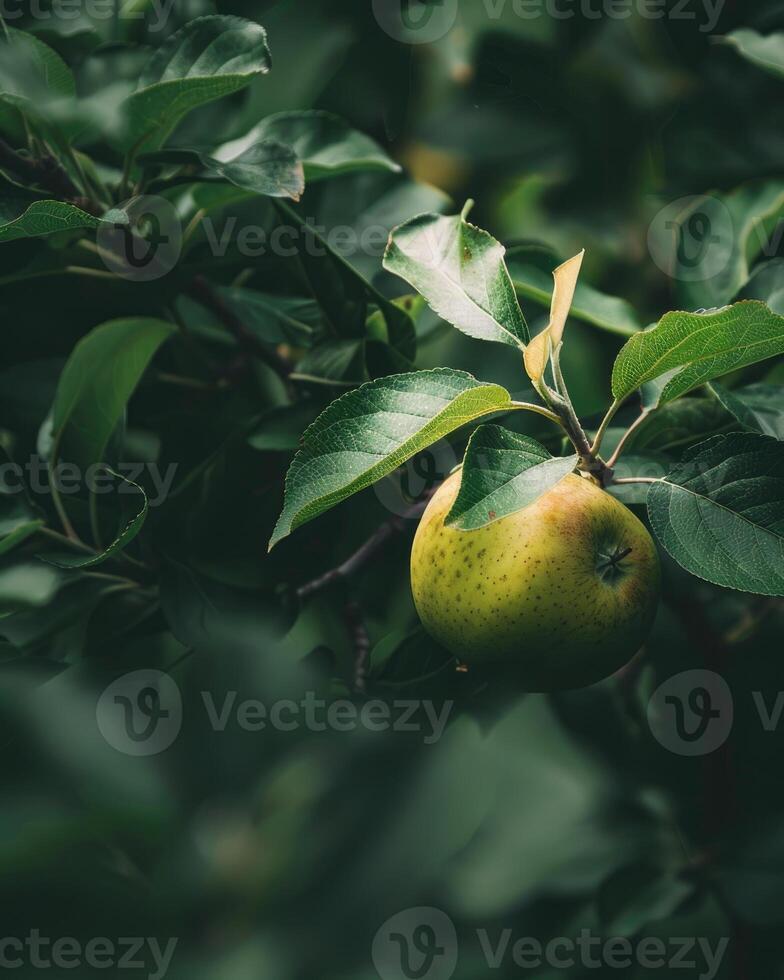 Apple with a bit of sunlight filtering through the leaves photo