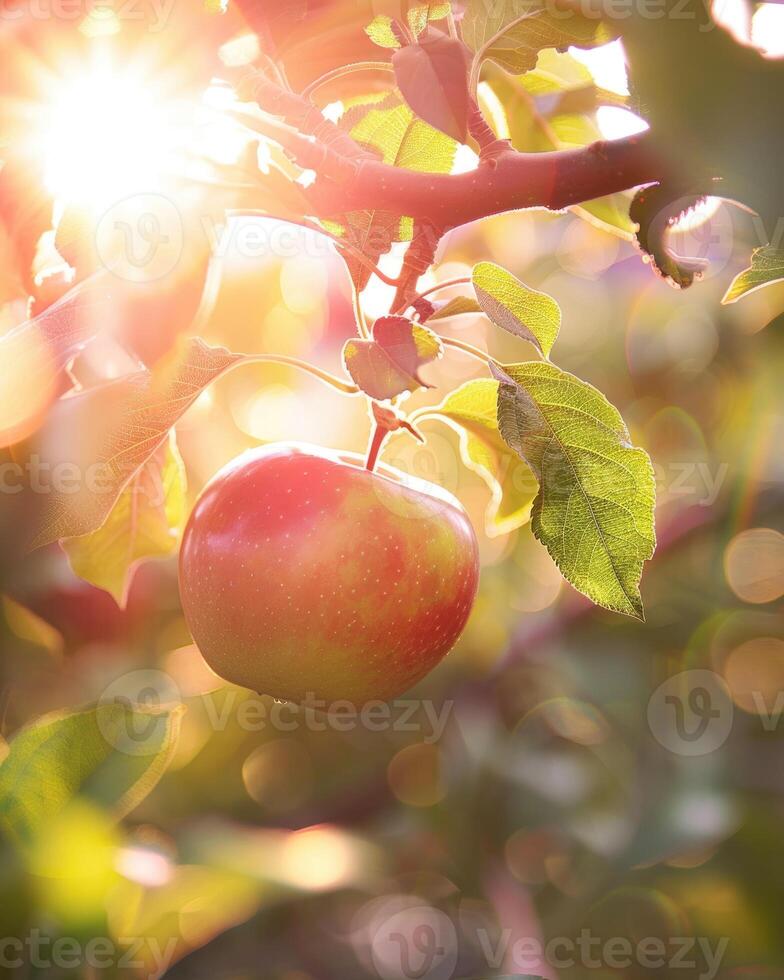 Apple with a bit of sunlight creating a lens flare photo