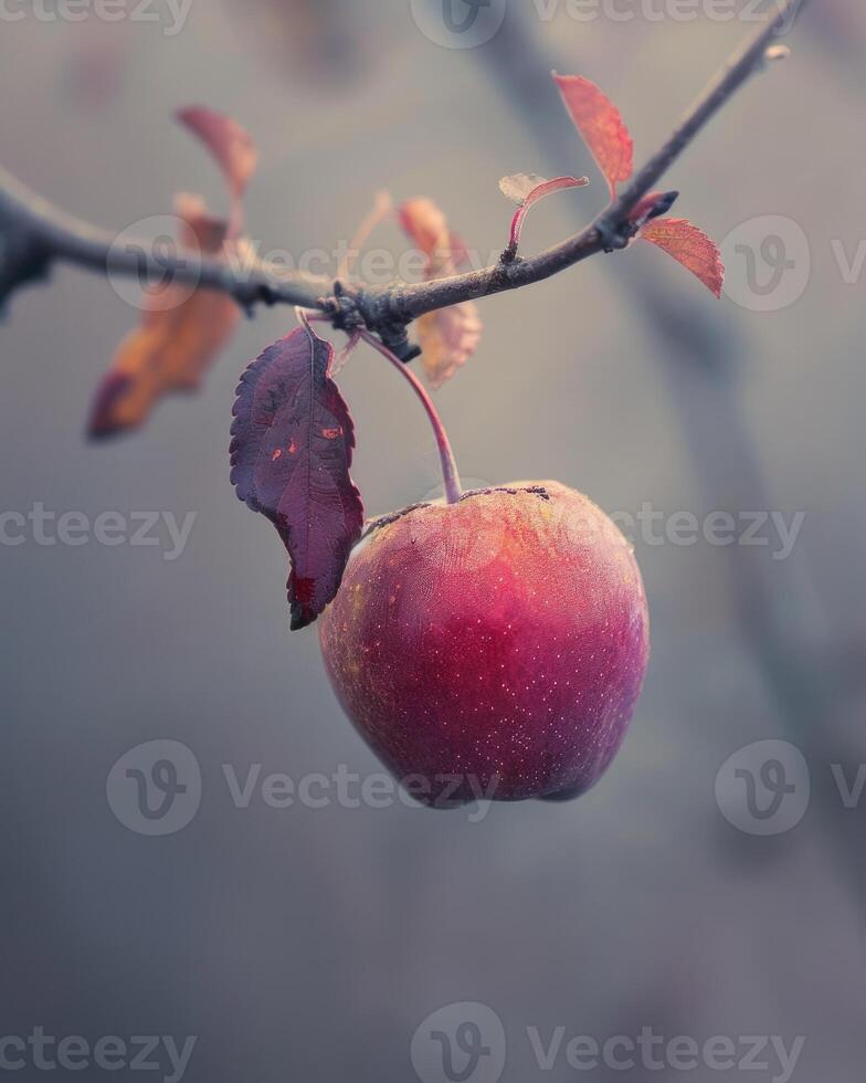 Apple with a slight blush of red on a branch photo