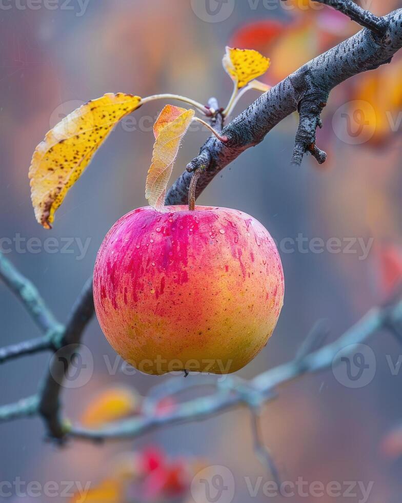 Apple with a slight blush of red on a branch, early morning light photo