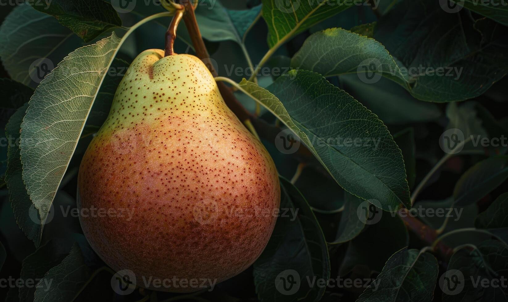 Close-up of a pear with a rosy blush nestled among dark green leaves photo