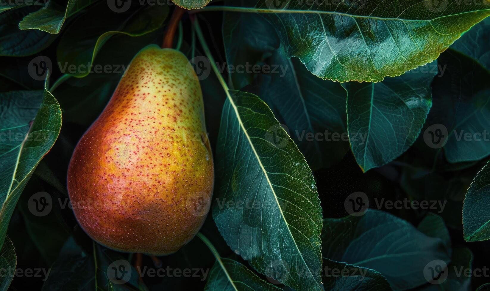 Close-up of a pear with a rosy blush nestled among dark green leaves photo