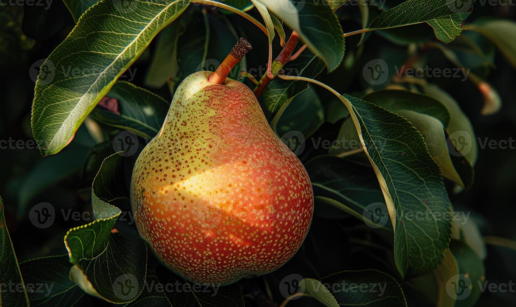 Close-up of a pear with a rosy blush nestled among dark green leaves photo