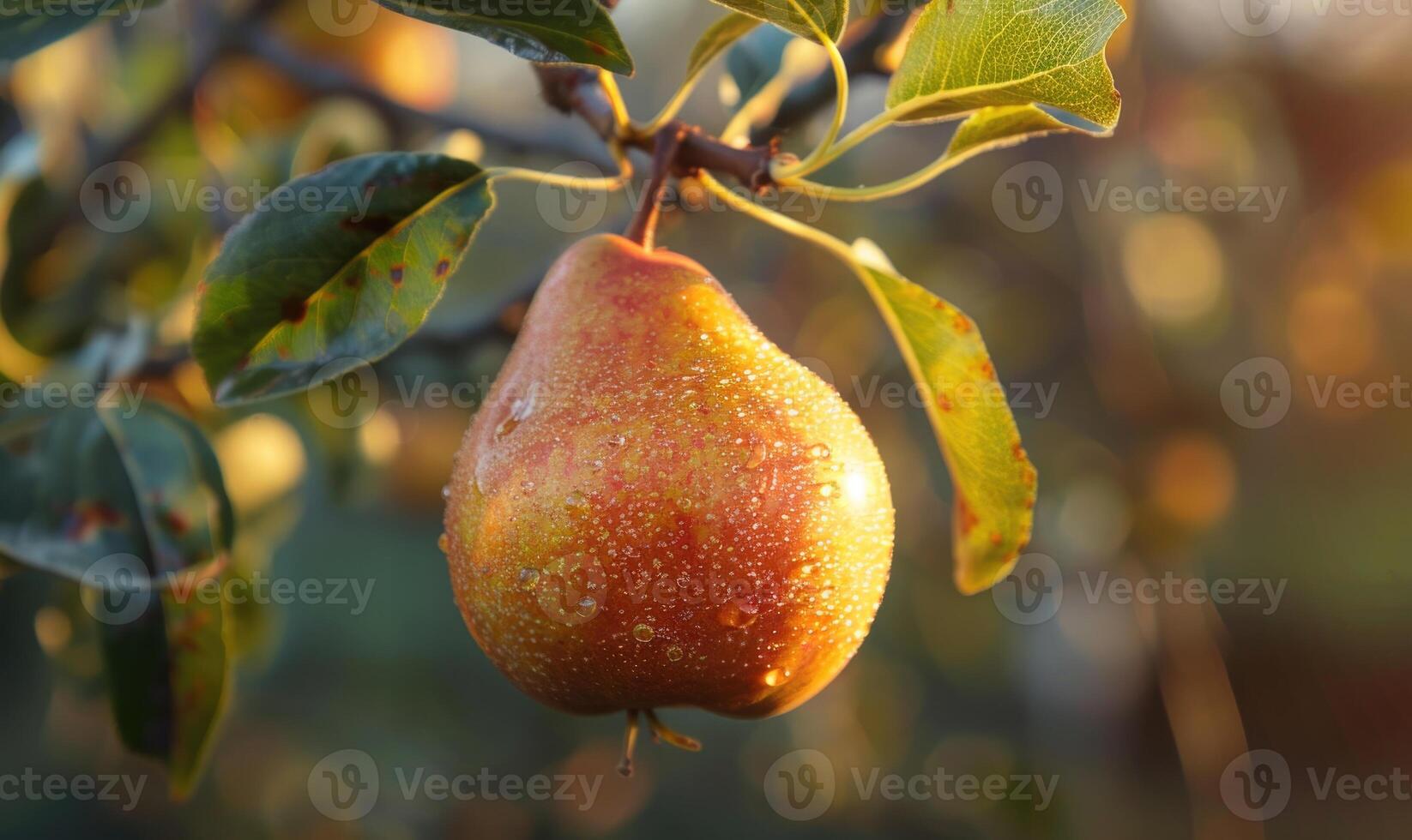 Close-up of a pear with a slight sheen on a branch photo