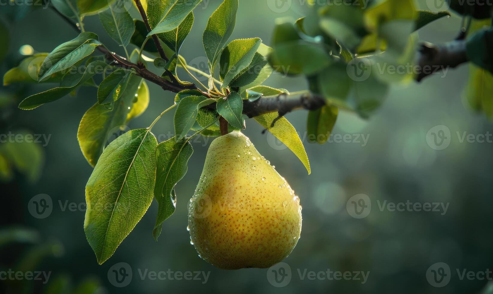 Close-up of a pear with a slight sheen on a branch photo