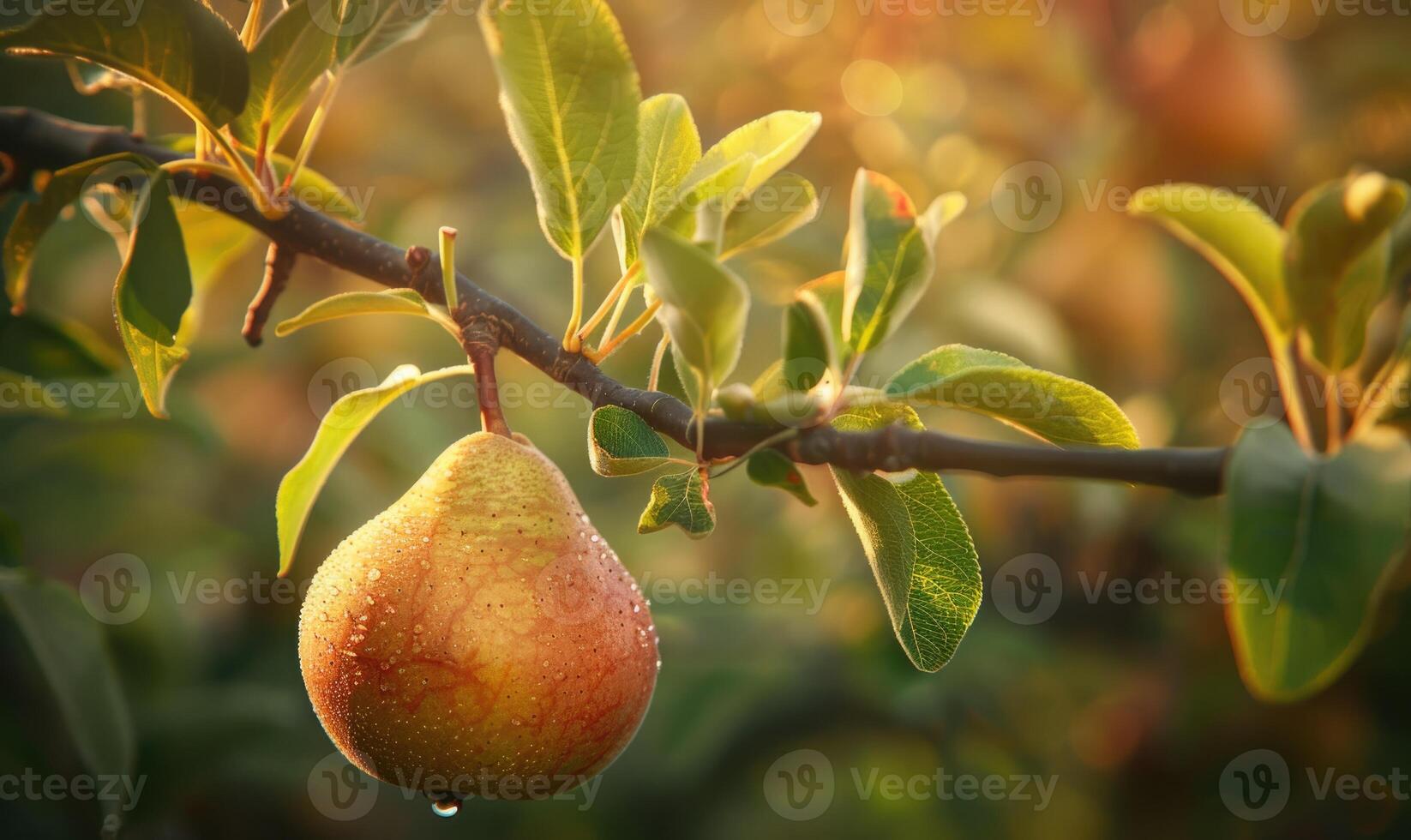 Close-up of a pear with a slight sheen on a branch photo