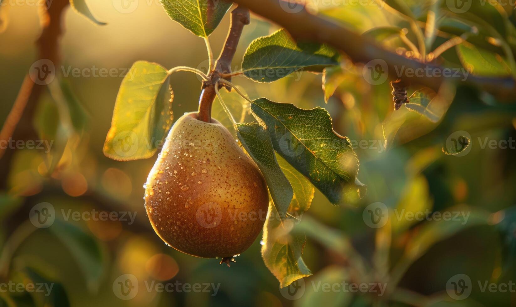 Close-up of a pear with a slight sheen on a branch photo