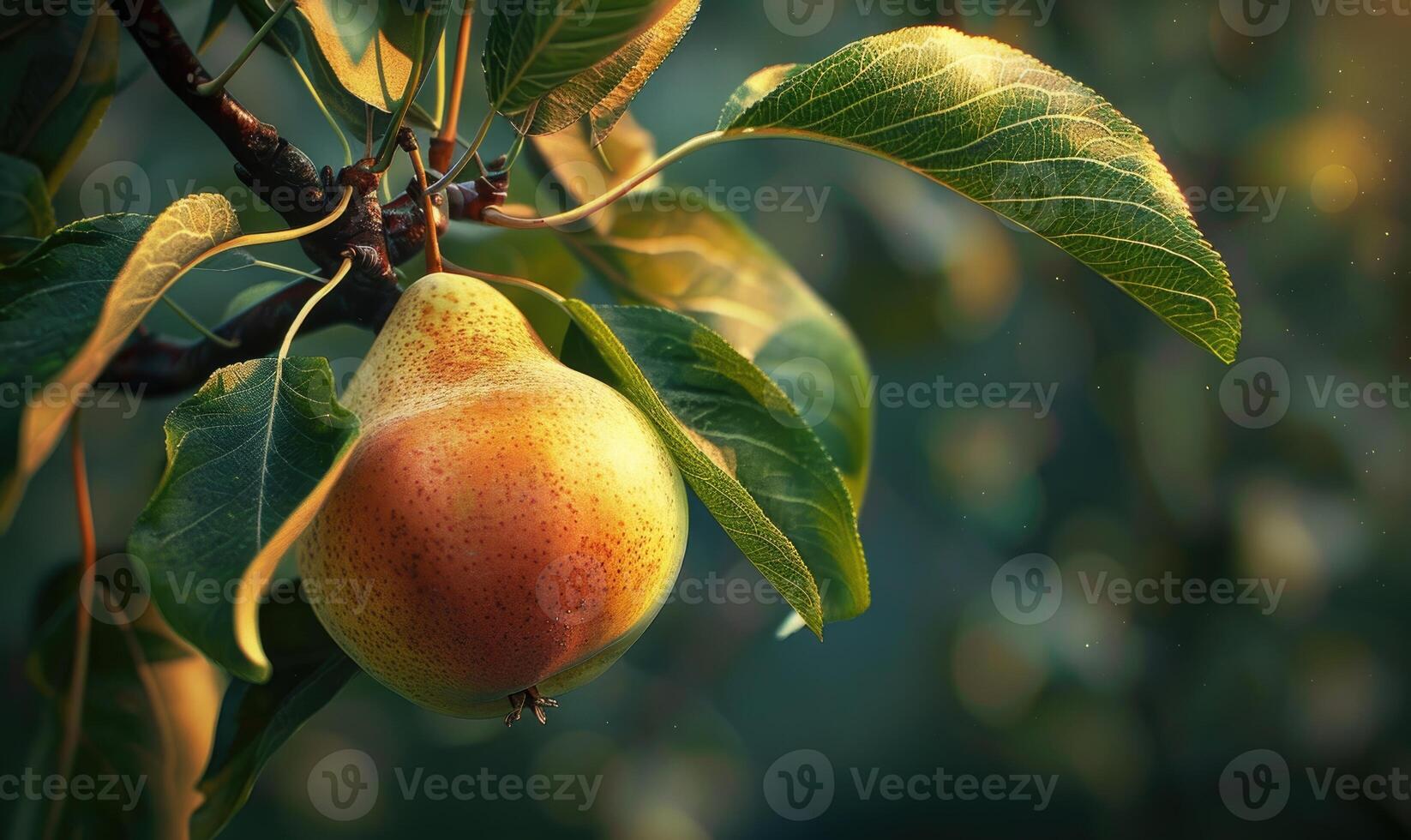 Close-up of a pear with a slight sheen on a branch photo