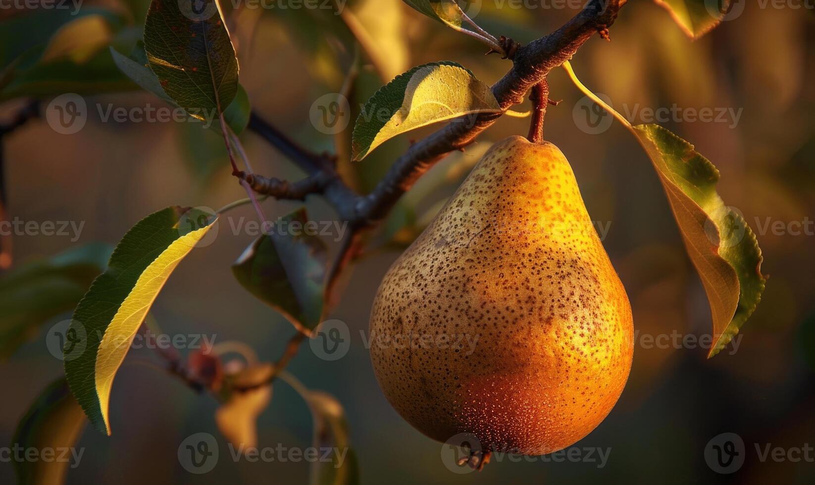 Close-up of a pear with a textured surface, hanging from a branch photo