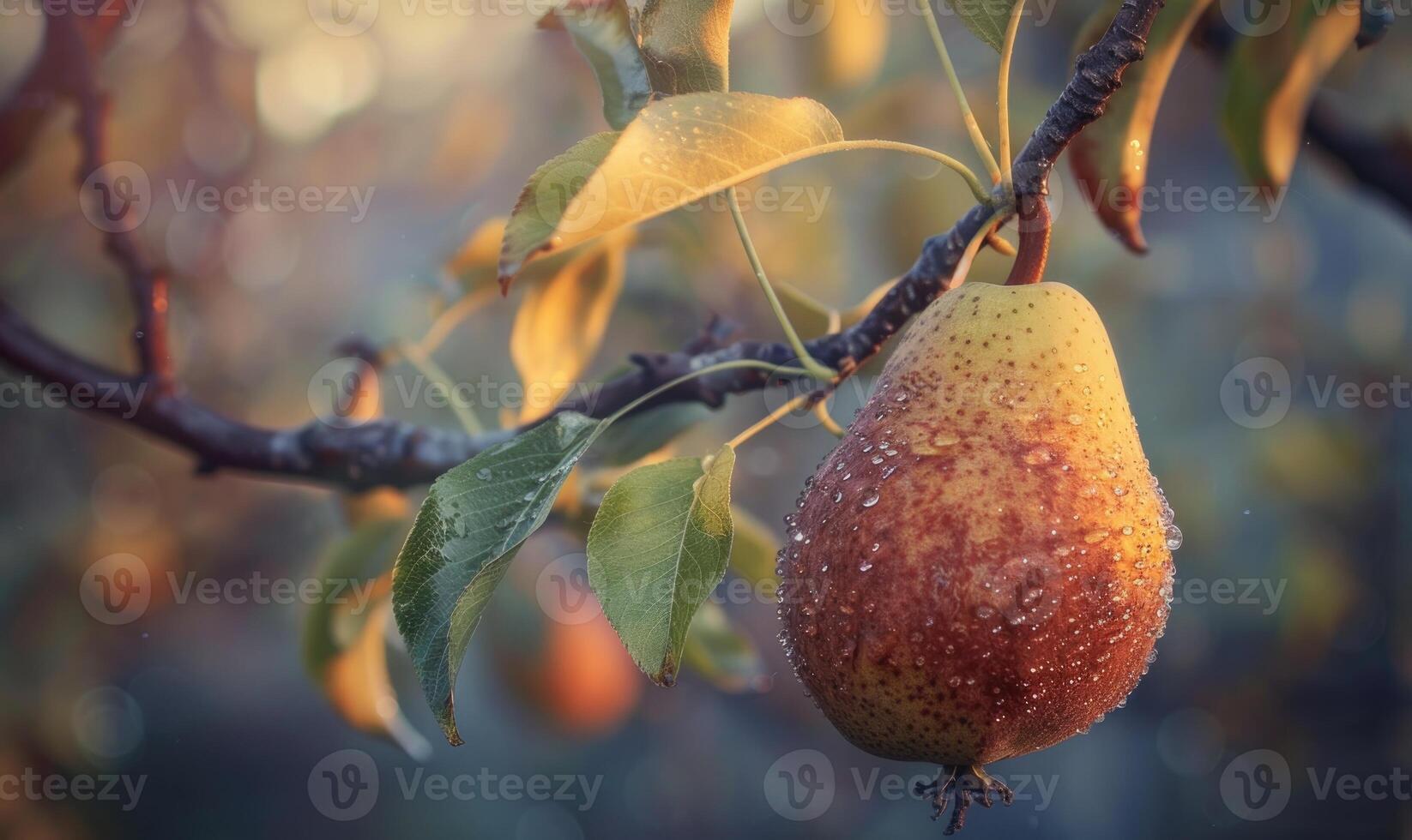 Close-up of a pear with a textured surface, hanging from a branch photo