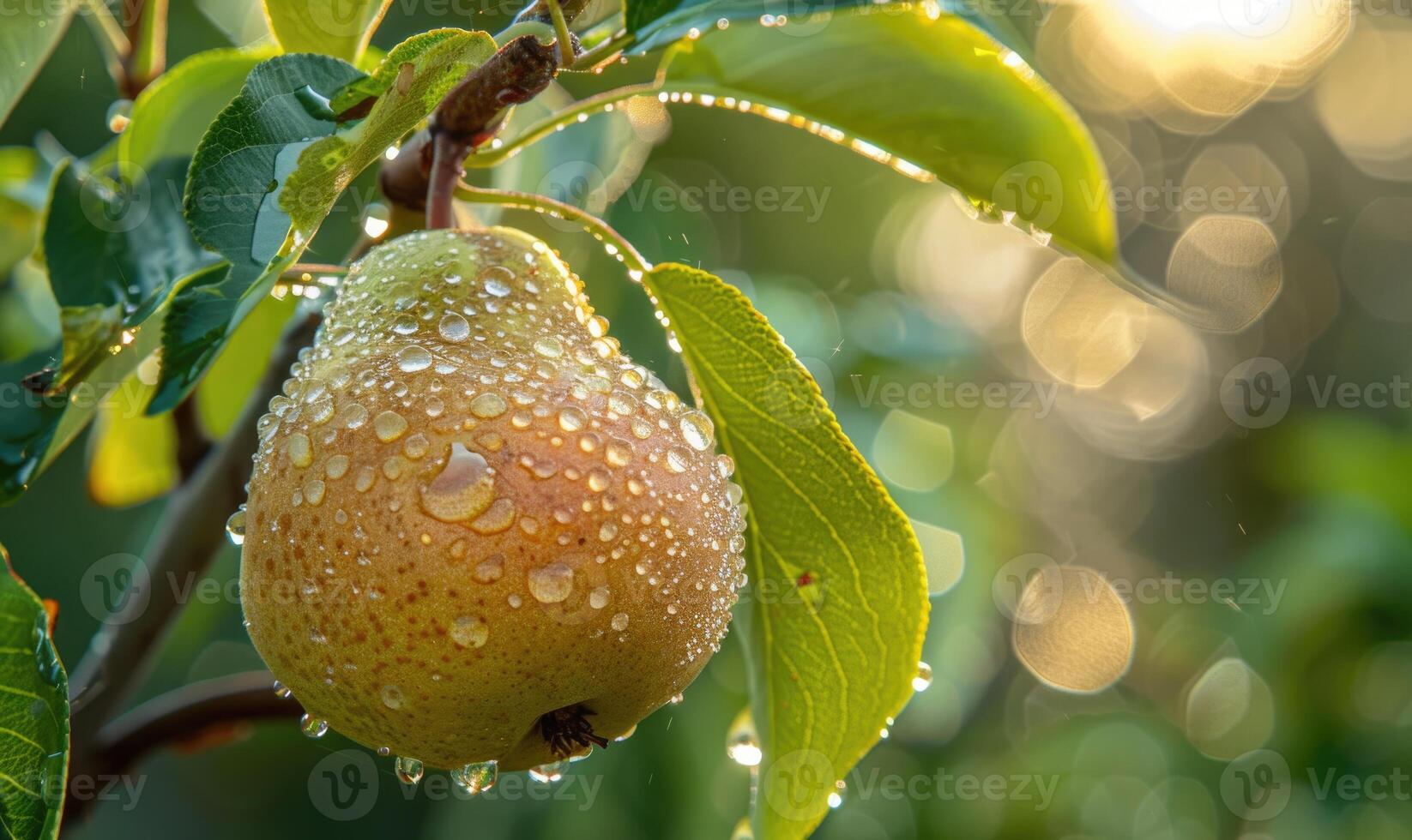 Close-up of a pear with a touch of red on a branch photo