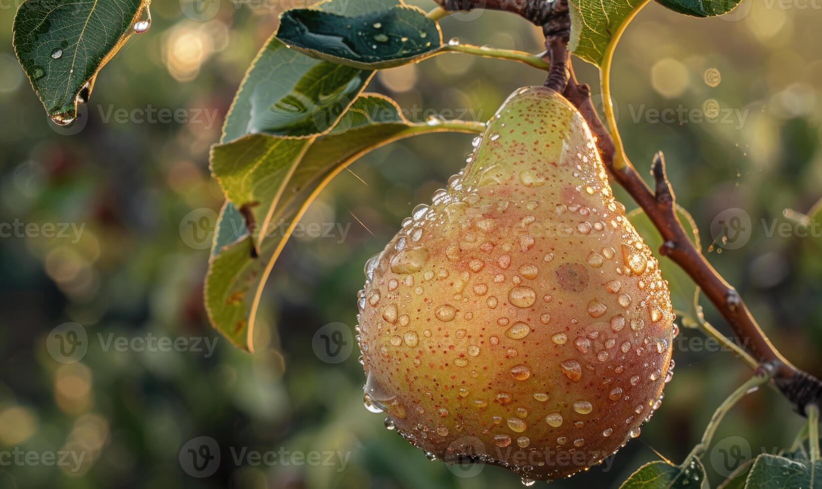 Close-up of a pear with water droplets on a branch photo