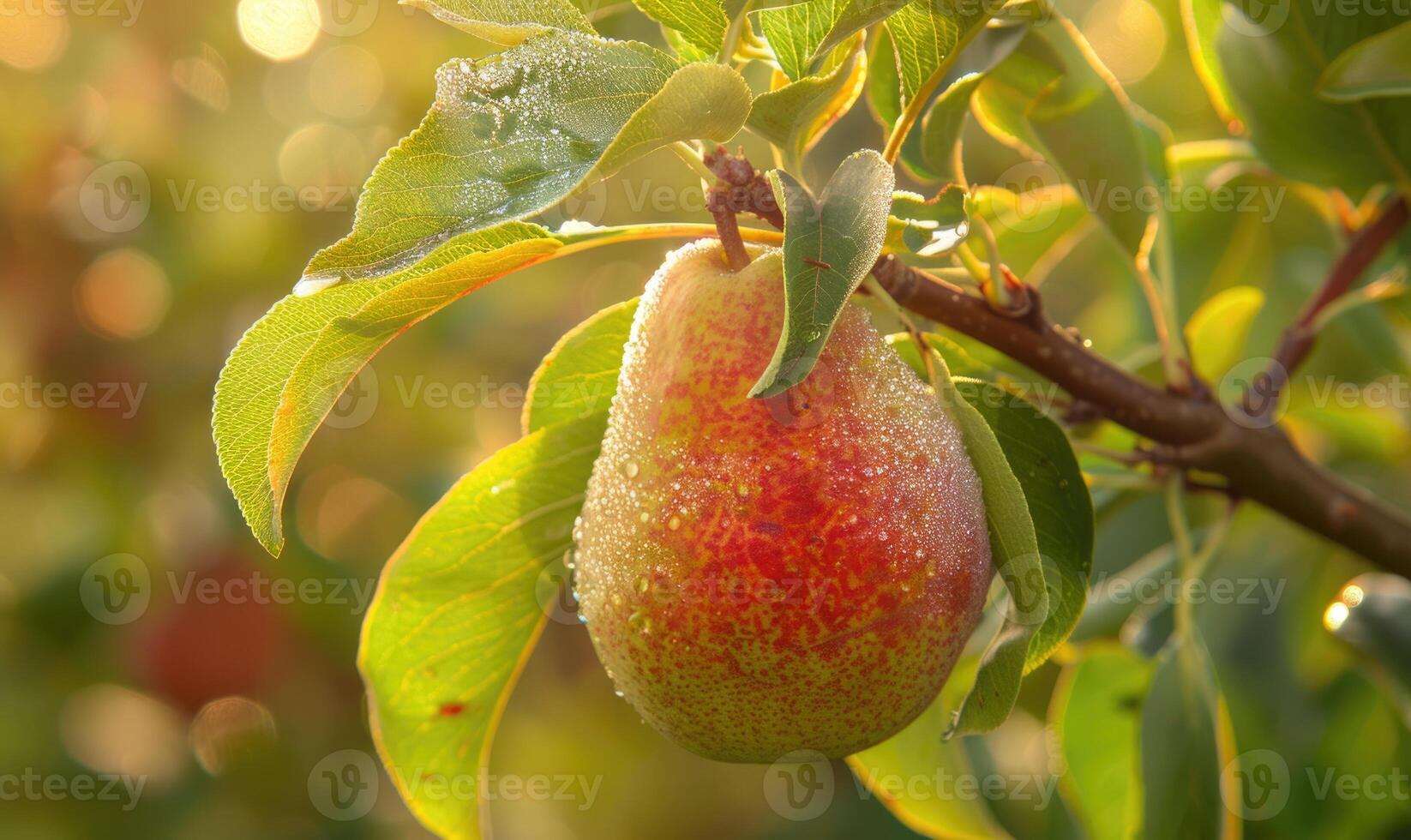 Close-up of a pear with a touch of red on a branch photo