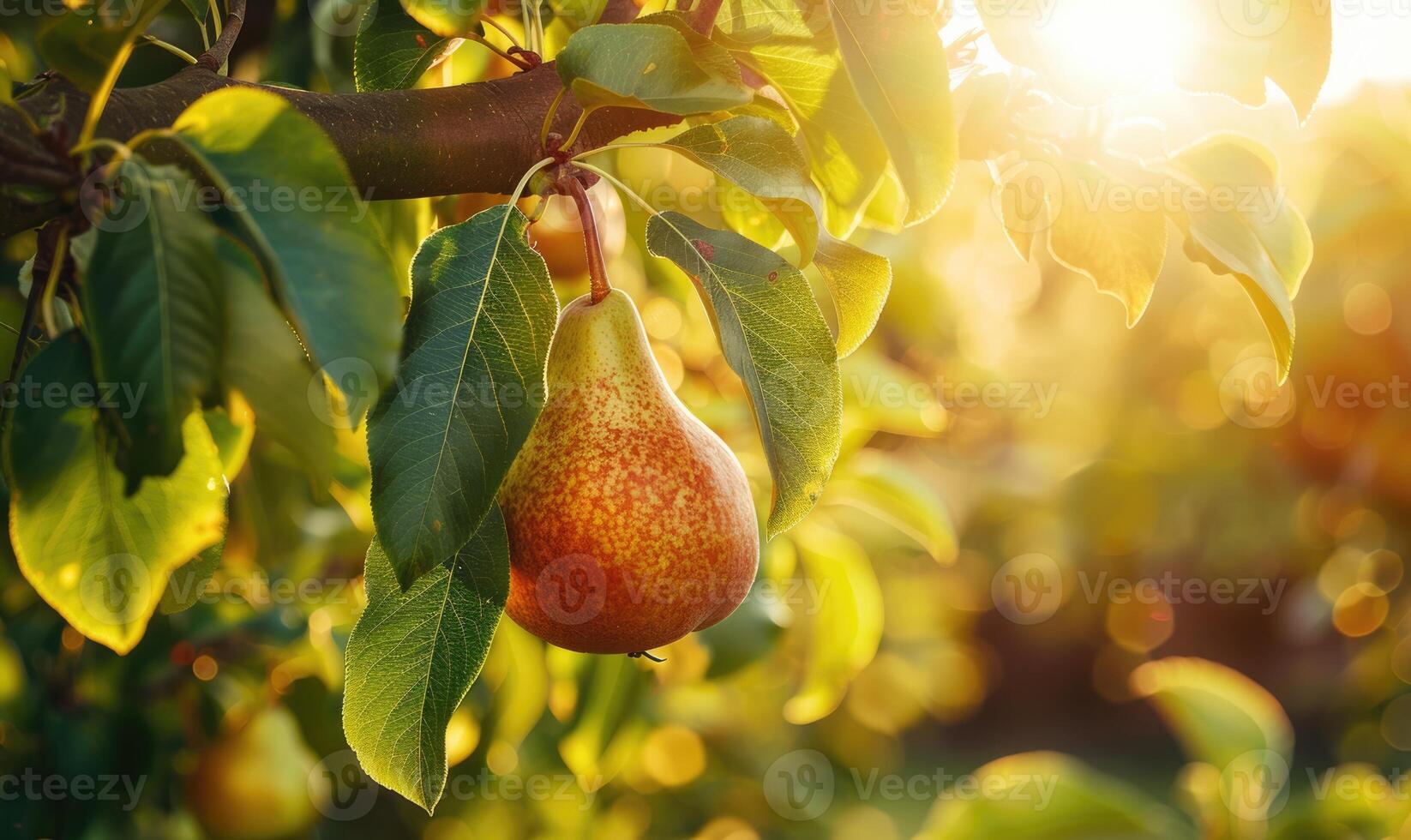 Close-up of a ripe pear hanging from a tree branch photo