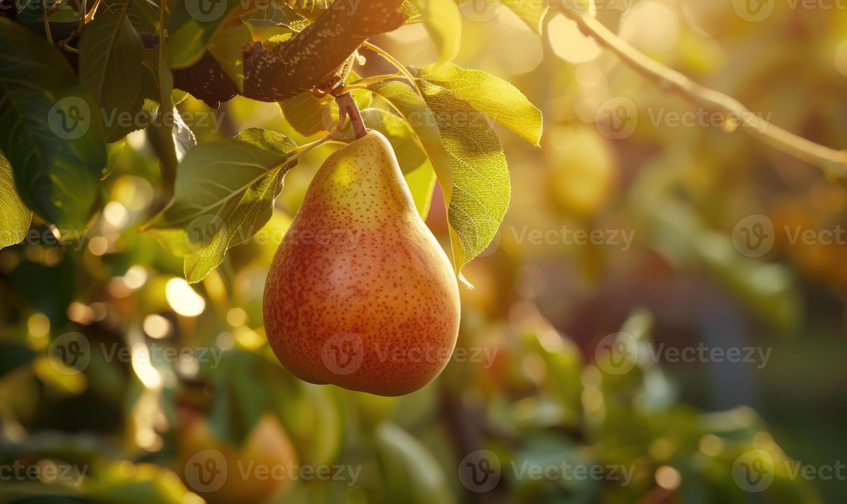 Close-up of a ripe pear hanging from a tree branch photo