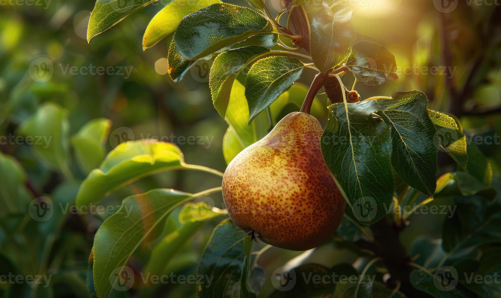 Close-up of a ripe pear hanging from a tree branch photo