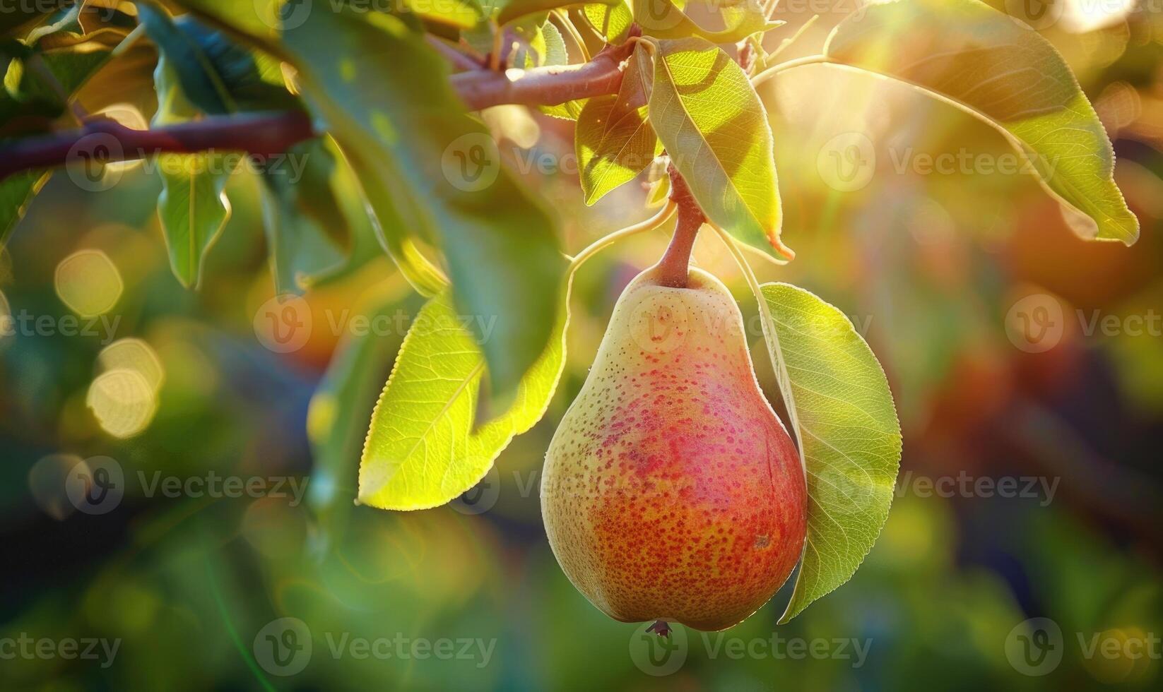 Close-up of a ripe pear hanging from a tree branch photo