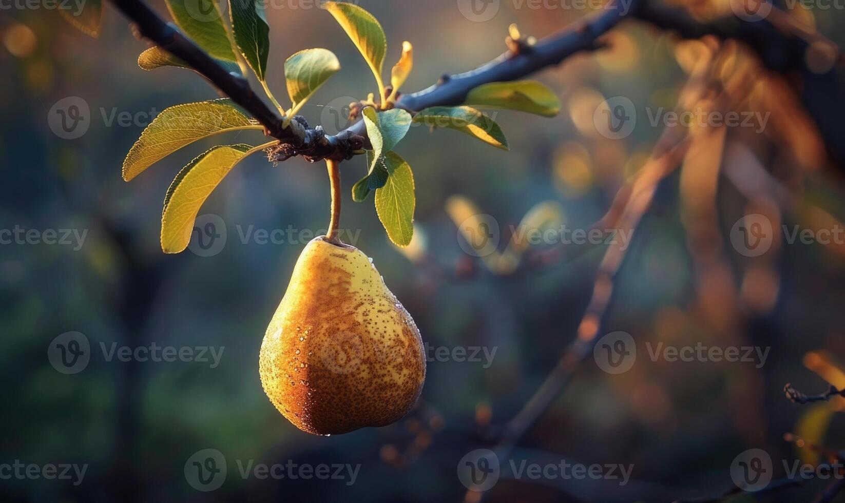 Close-up of a ripe pear hanging from a tree branch photo