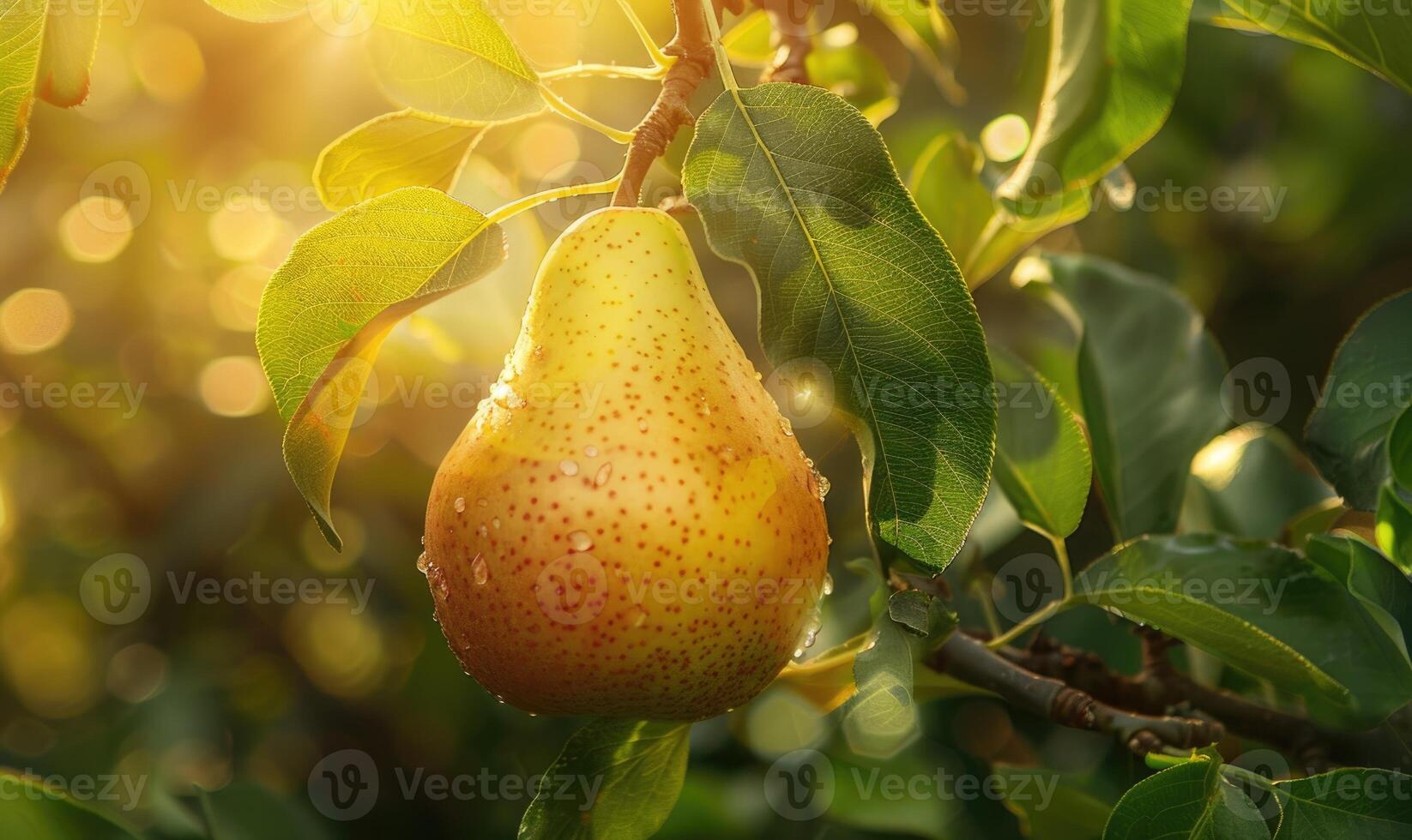 Close-up of a ripe pear hanging from a tree branch photo