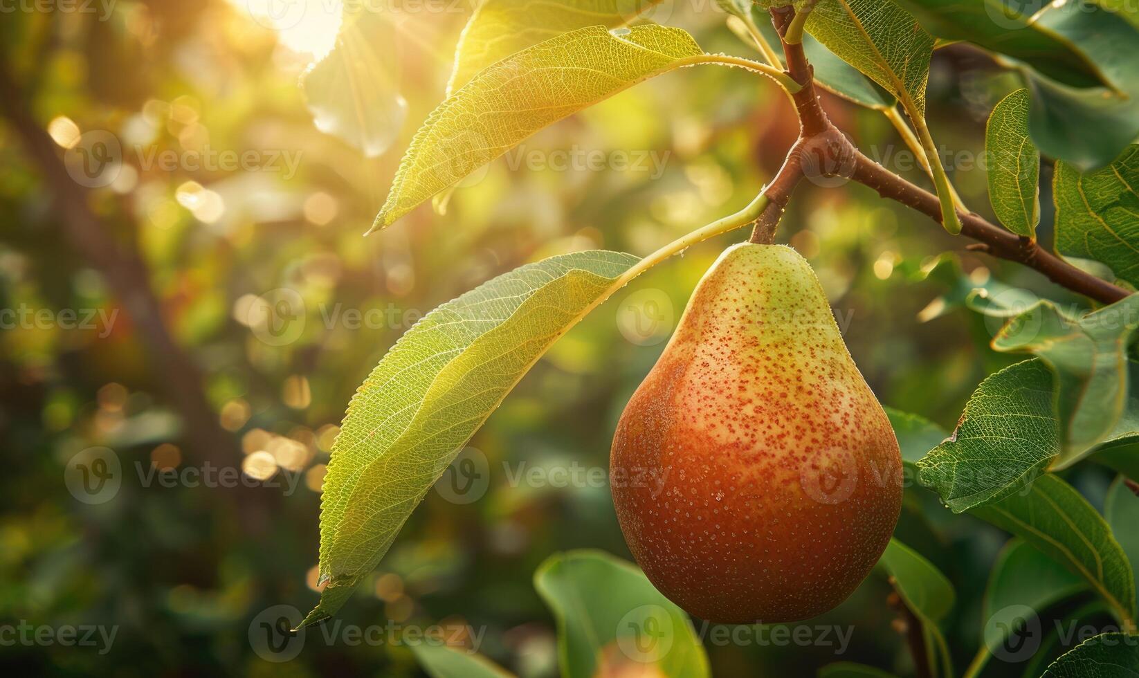 Close-up of a ripe pear hanging from a tree branch photo
