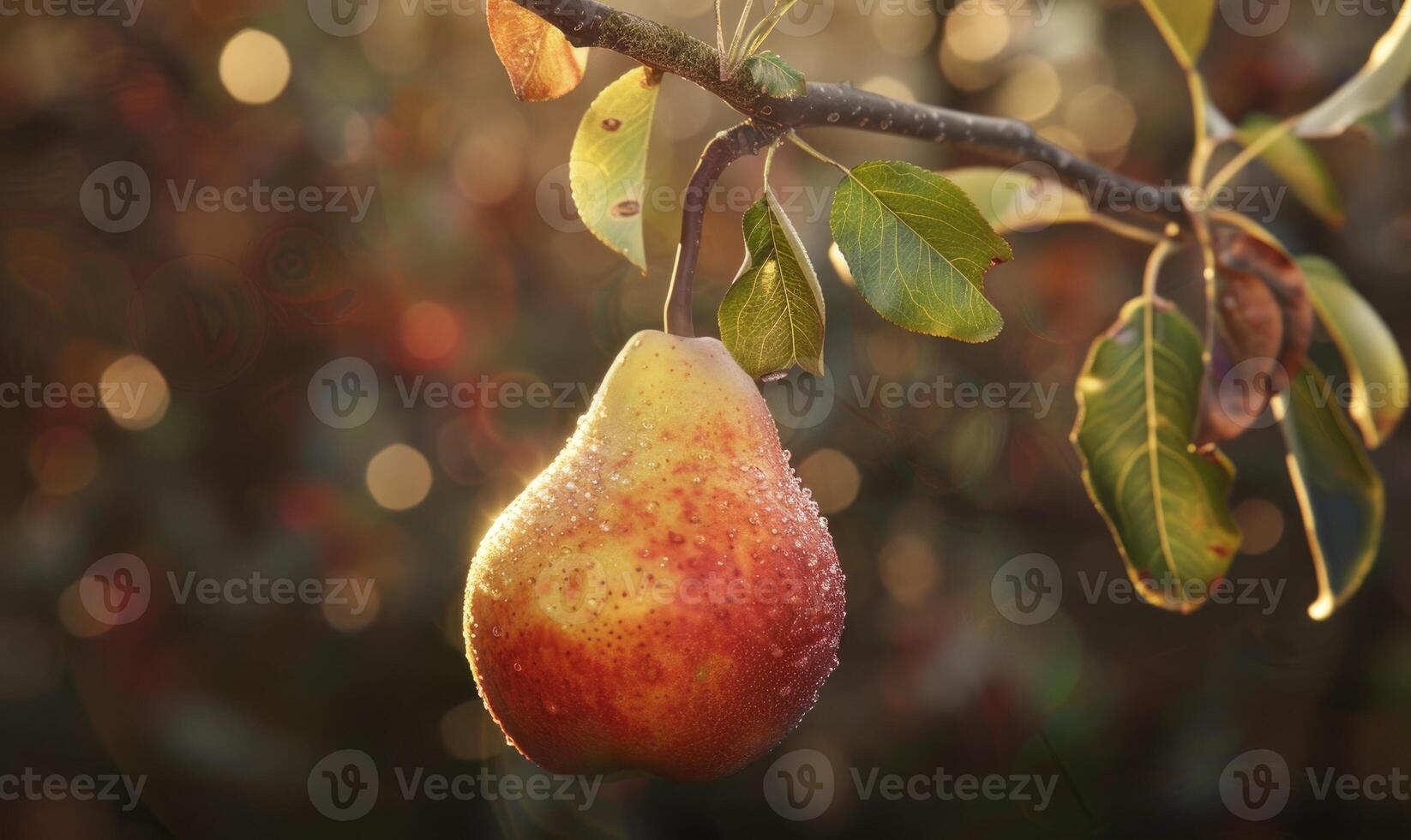 Close-up of a ripe pear hanging from a tree branch photo