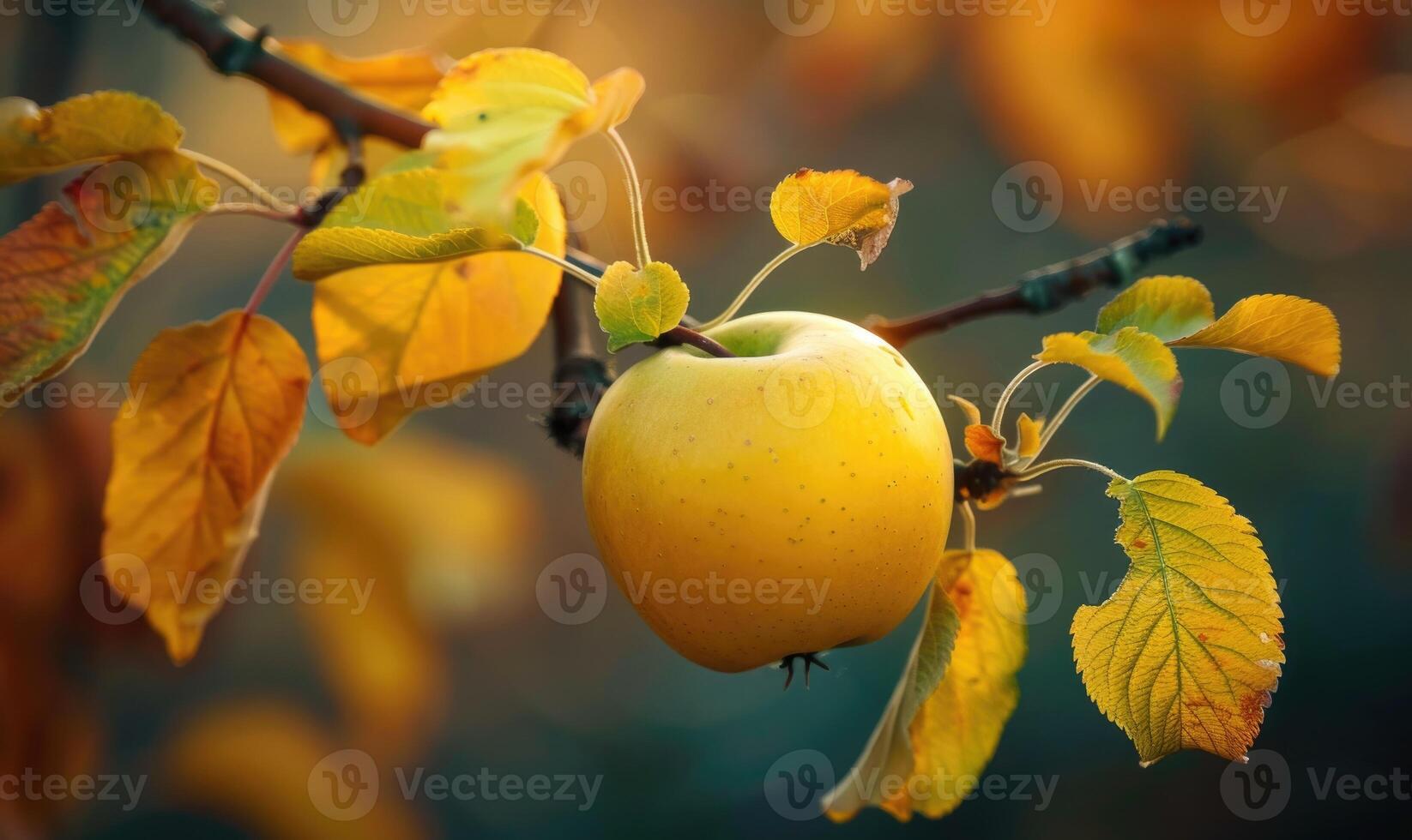 Close-up of a yellow apple on a branch with autumn leaves photo