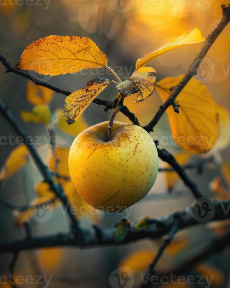 Close-up of a yellow apple on a branch with autumn leaves photo