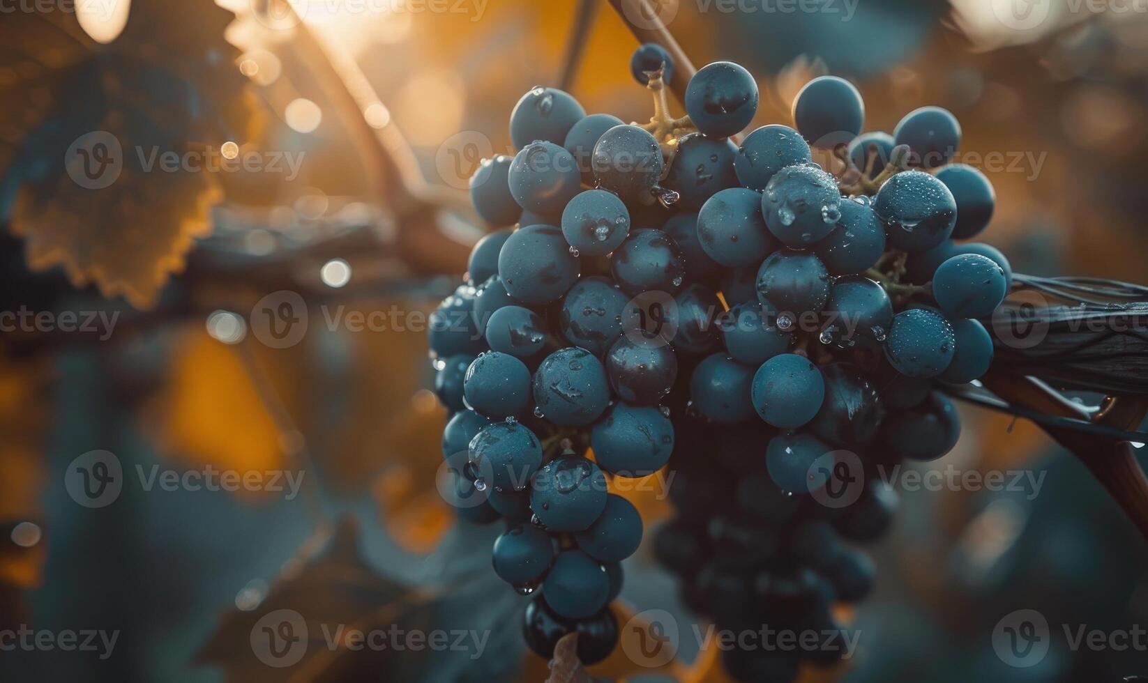 Close-up of grapes on the vine, sunlight filtering through leaves photo