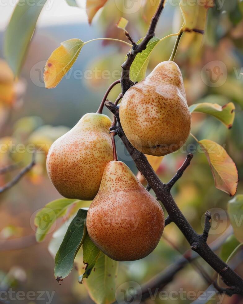 Close-up of pears on branches photo