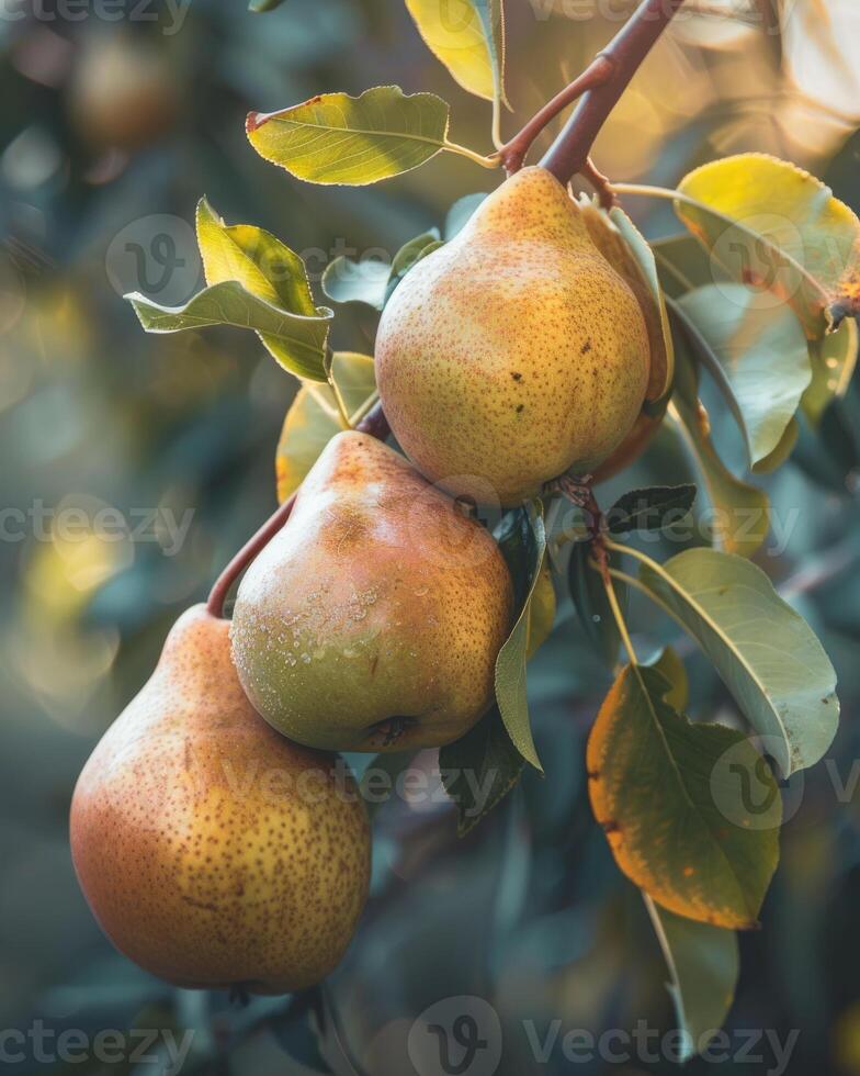 Close-up of pears on branches photo