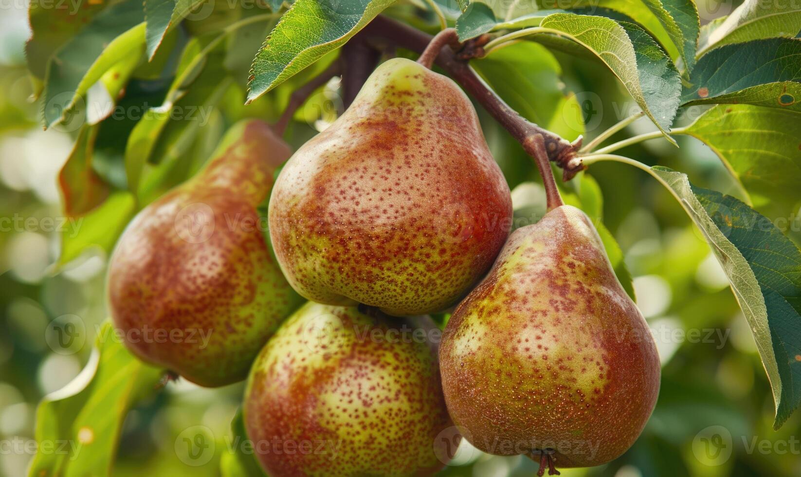 Close-up of pears on branches photo
