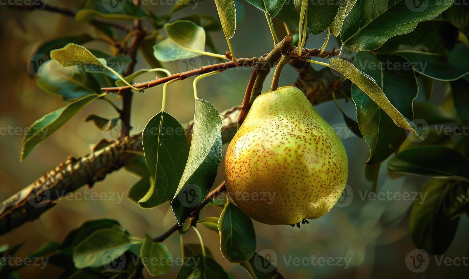 Close-up of a green and yellow pear photo