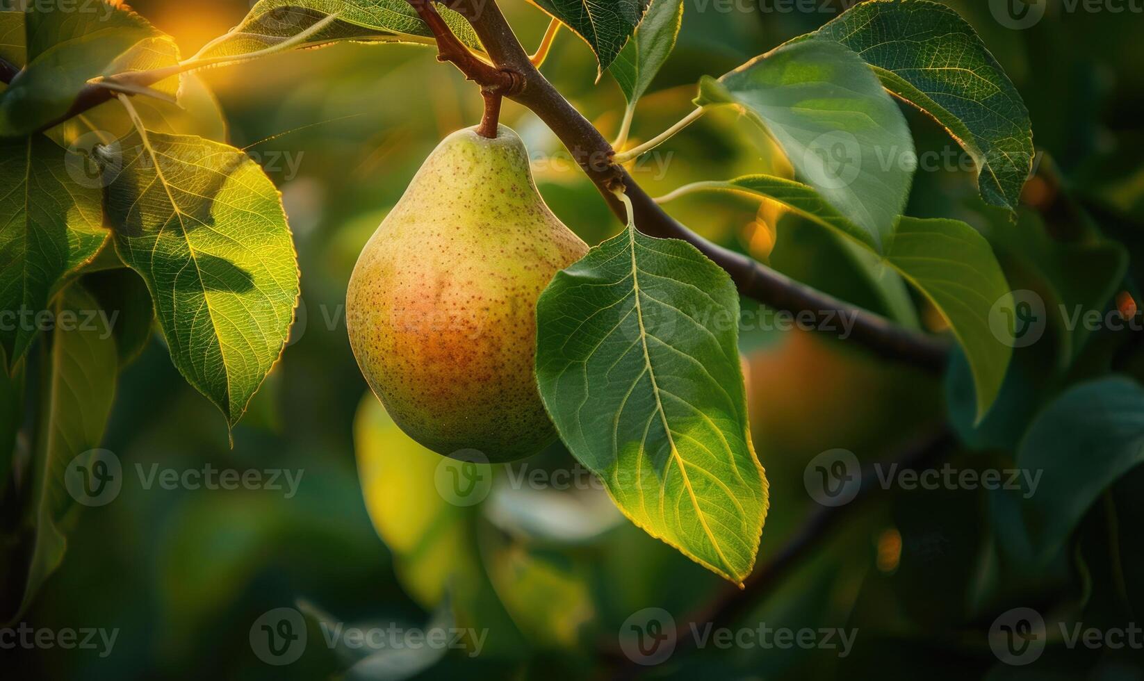 Close-up of a green and yellow pear photo
